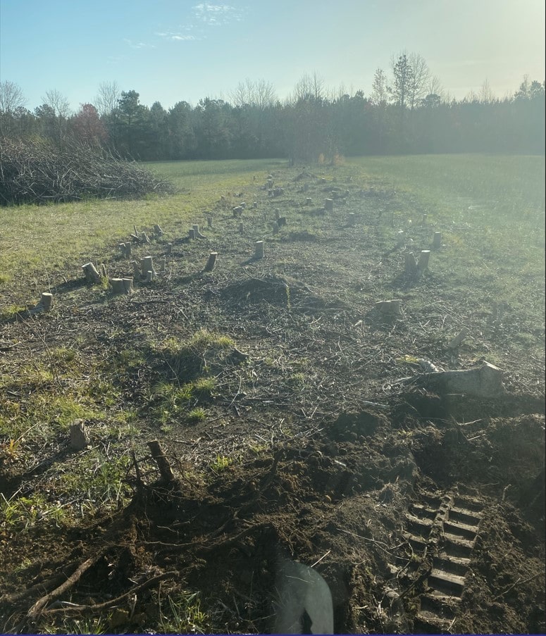 Before Stump Removal